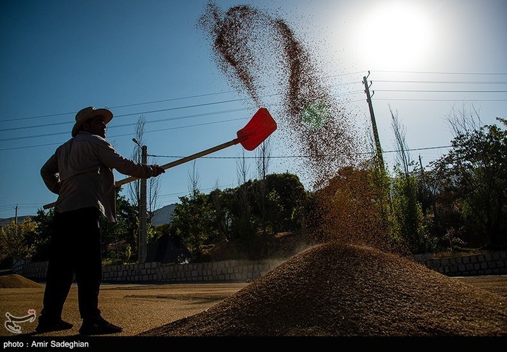 برداشت برنج در کامفیروز- فارس