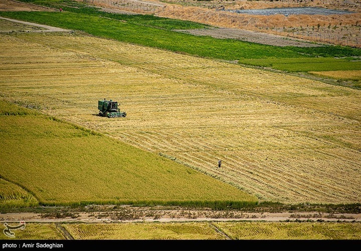 برداشت برنج در کامفیروز- فارس
