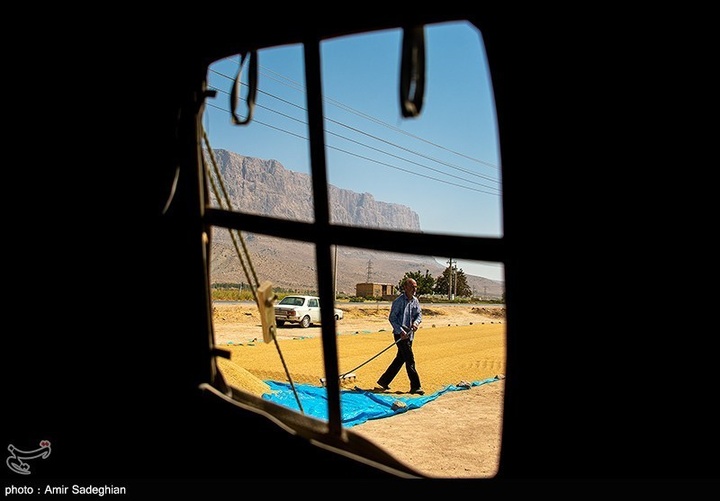 برداشت برنج در کامفیروز- فارس