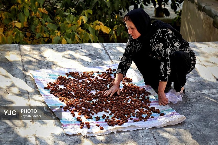 برداشت آلو در روستای حیدره قاضی خان همدان