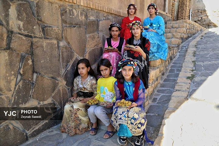 برداشت آلو در روستای حیدره قاضی خان همدان