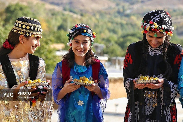 برداشت آلو در روستای حیدره قاضی خان همدان