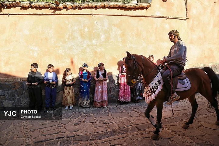 برداشت آلو در روستای حیدره قاضی خان همدان