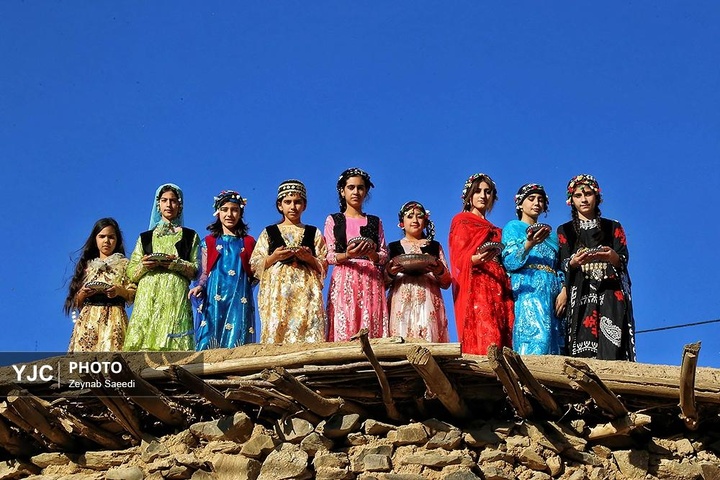 برداشت آلو در روستای حیدره قاضی خان همدان