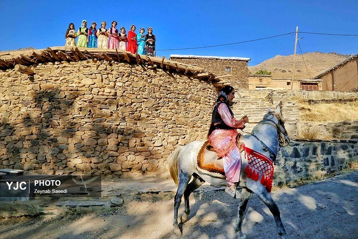 برداشت آلو در روستای حیدره قاضی خان همدان