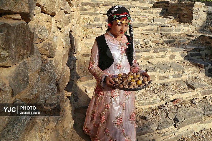 برداشت آلو در روستای حیدره قاضی خان همدان