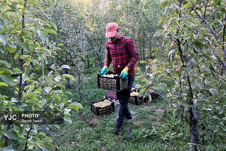 برداشت آلو در روستای حیدره قاضی خان همدان