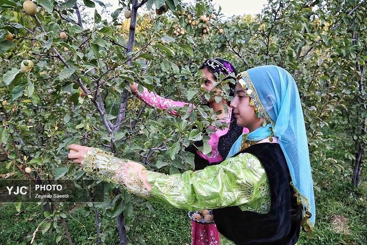 برداشت آلو در روستای حیدره قاضی خان همدان