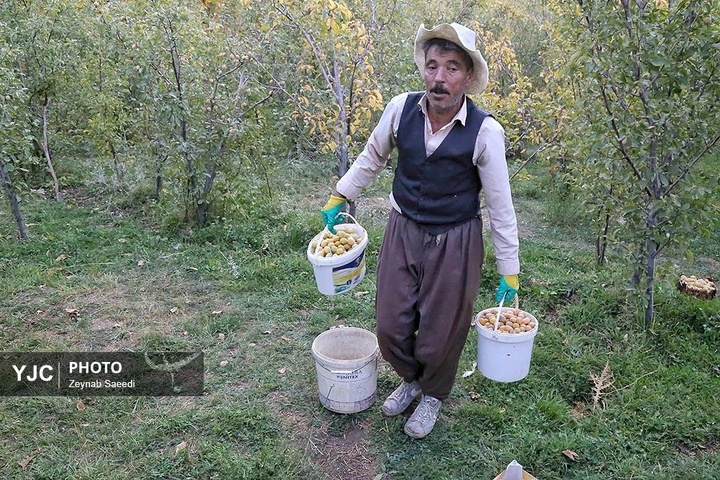 برداشت آلو در روستای حیدره قاضی خان همدان
