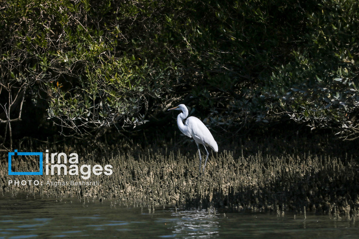 ثبت جهانی روستای «سهیلی» جزیره قشم