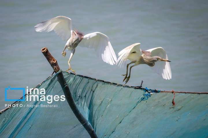 ثبت جهانی روستای «سهیلی» جزیره قشم