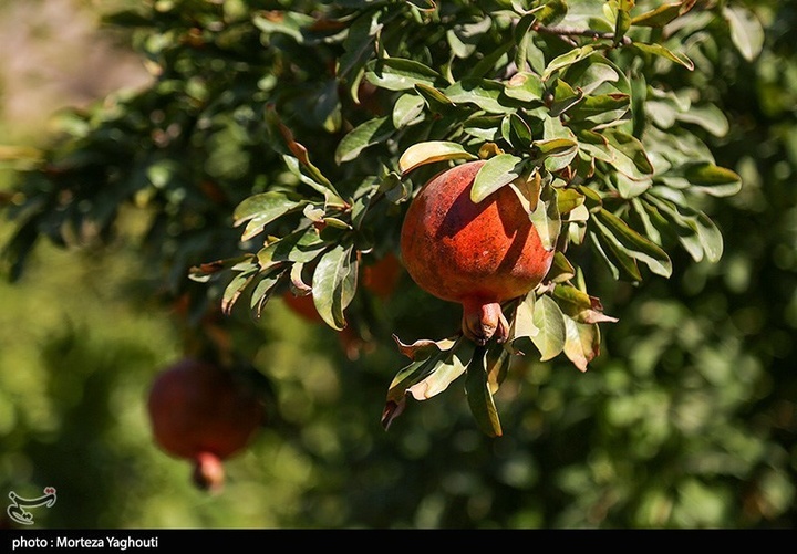 سومین جشنواره انار در شهرستان دزپارت
