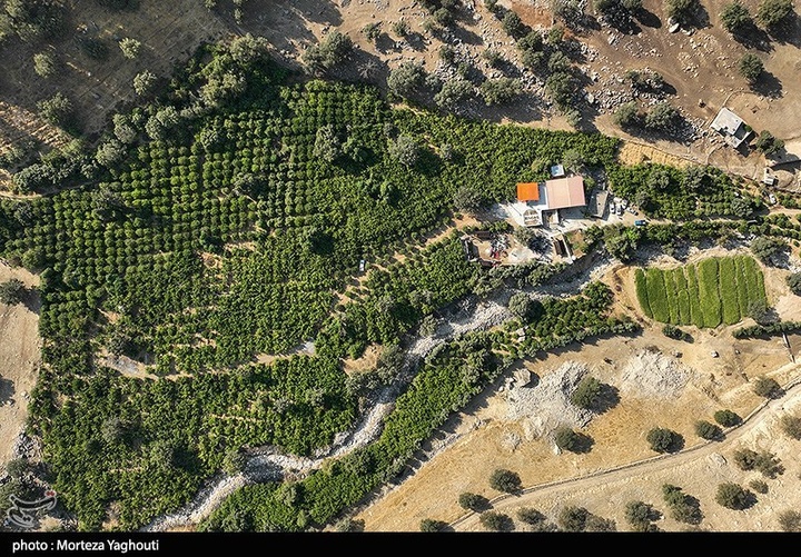 سومین جشنواره انار در شهرستان دزپارت