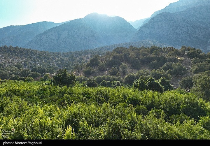 سومین جشنواره انار در شهرستان دزپارت