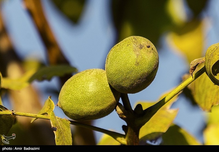 برداشت گردو اصلاح شده با دستگاه مکانیزه