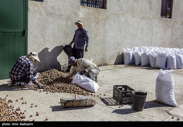 برداشت گردو اصلاح شده با دستگاه مکانیزه