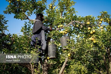 تولید برای محرومیت زدایی؛ باغ گلابی چناران