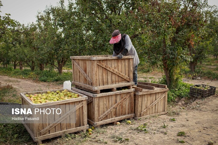 تولید برای محرومیت زدایی؛ باغ گلابی چناران