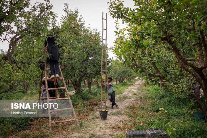 تولید برای محرومیت زدایی؛ باغ گلابی چناران