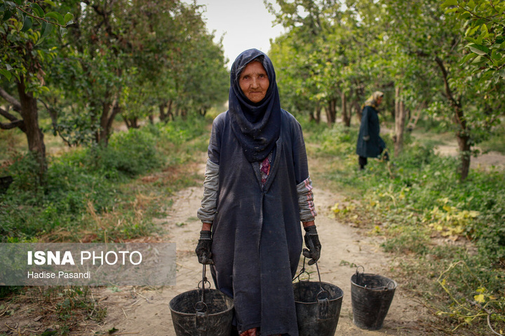تولید برای محرومیت زدایی؛ باغ گلابی چناران
