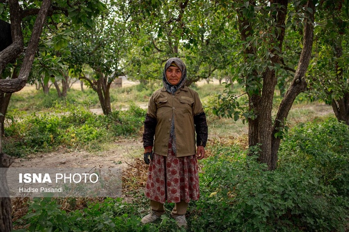 تولید برای محرومیت زدایی؛ باغ گلابی چناران