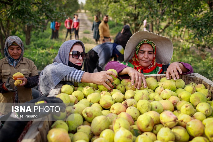 تولید برای محرومیت زدایی؛ باغ گلابی چناران