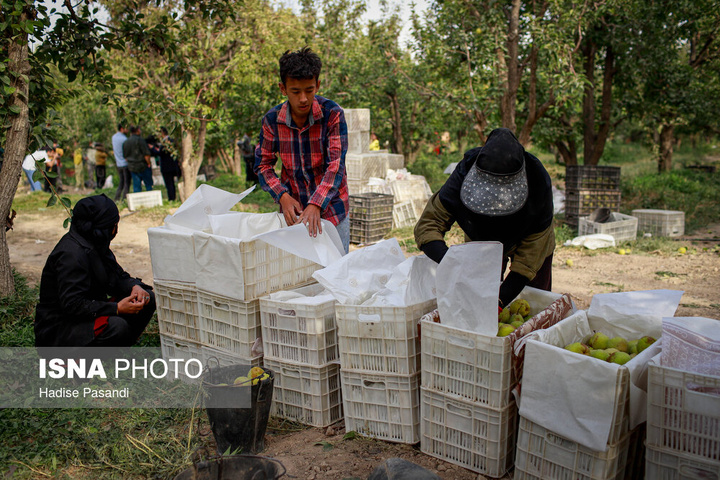 تولید برای محرومیت زدایی؛ باغ گلابی چناران
