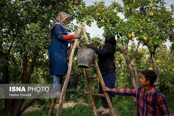 تولید برای محرومیت زدایی؛ باغ گلابی چناران