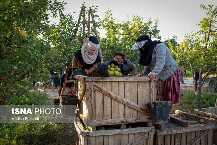 تولید برای محرومیت زدایی؛ باغ گلابی چناران