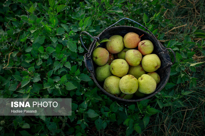 تولید برای محرومیت زدایی؛ باغ گلابی چناران