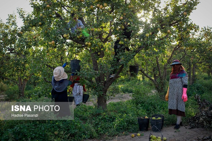تولید برای محرومیت زدایی؛ باغ گلابی چناران