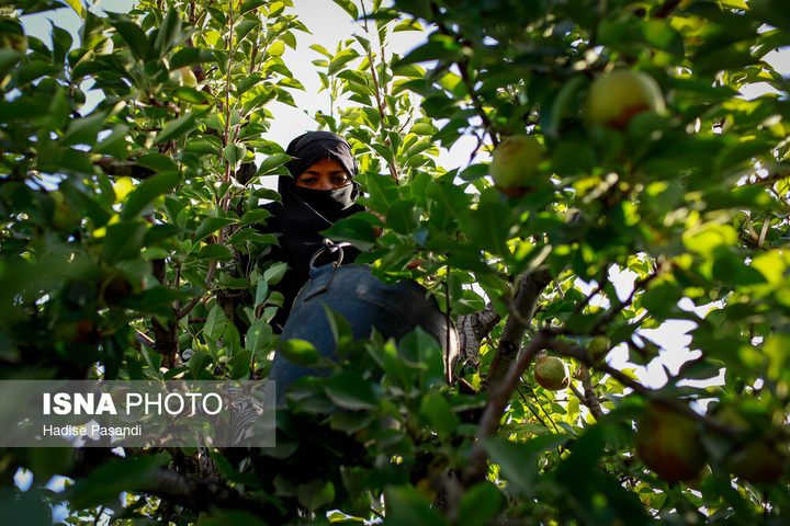 تولید برای محرومیت زدایی؛ باغ گلابی چناران