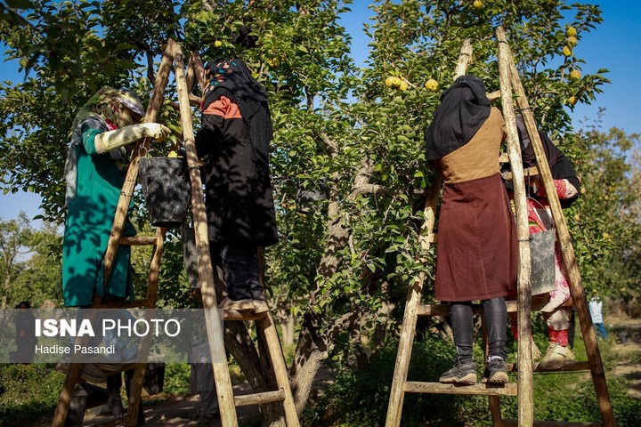 تولید برای محرومیت زدایی؛ باغ گلابی چناران