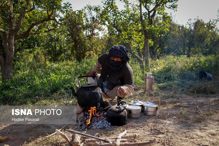 تولید برای محرومیت زدایی؛ باغ گلابی چناران