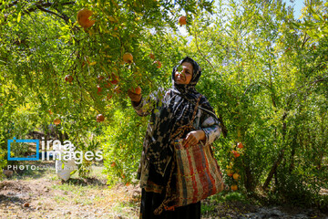 برداشت «اَنارِ مشایخ»