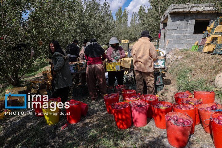 دوازدهمین جشنواره سیب مراغه