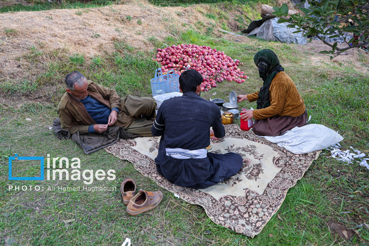 دوازدهمین جشنواره سیب مراغه