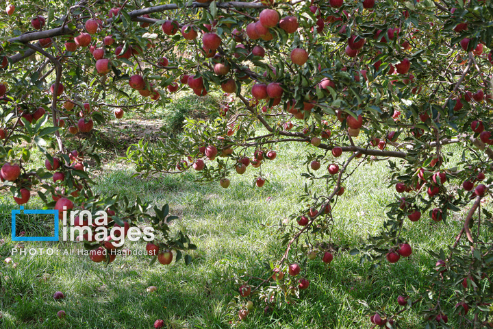 دوازدهمین جشنواره سیب مراغه