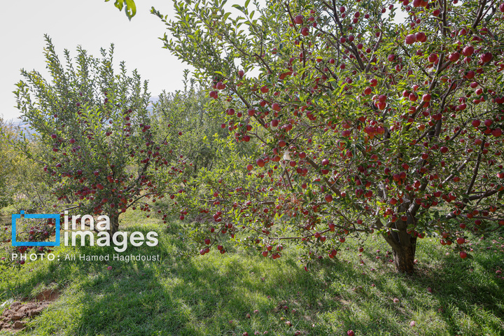 دوازدهمین جشنواره سیب مراغه