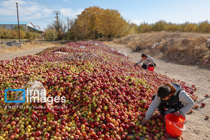 دوازدهمین جشنواره سیب مراغه