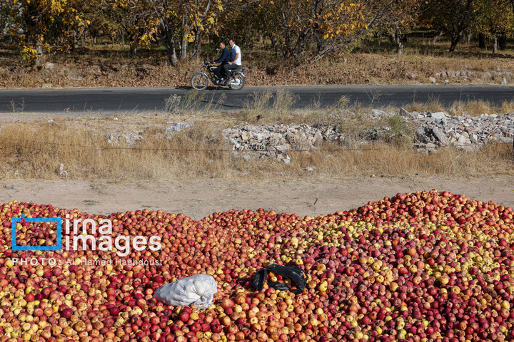 دوازدهمین جشنواره سیب مراغه