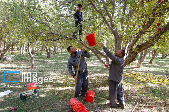 دوازدهمین جشنواره سیب مراغه