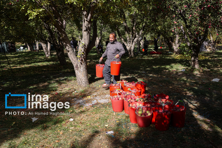 دوازدهمین جشنواره سیب مراغه