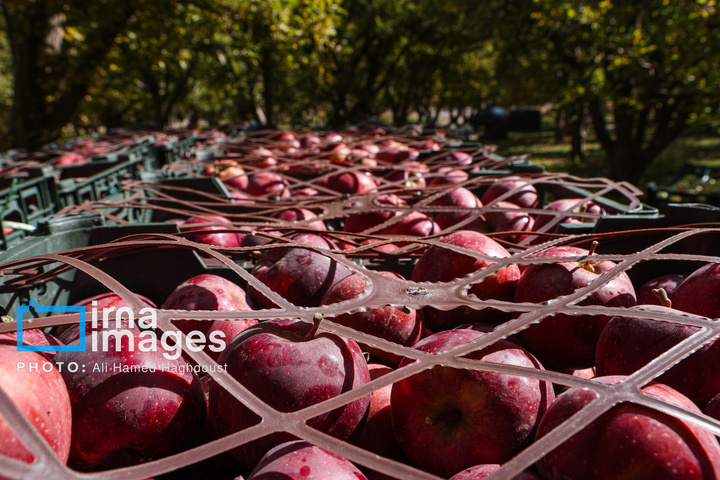 دوازدهمین جشنواره سیب مراغه