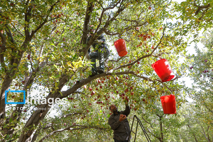 دوازدهمین جشنواره سیب مراغه
