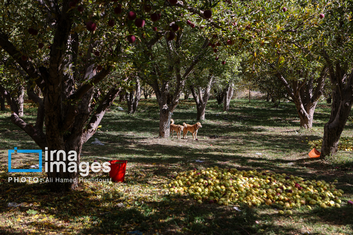 دوازدهمین جشنواره سیب مراغه