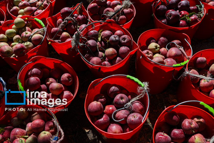 دوازدهمین جشنواره سیب مراغه