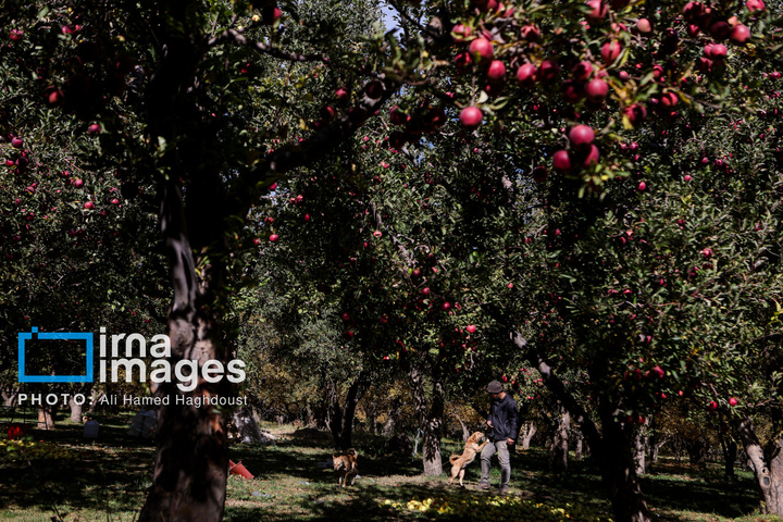 دوازدهمین جشنواره سیب مراغه