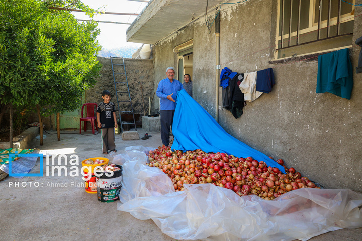 برداشت «اَنارِ مشایخ»
