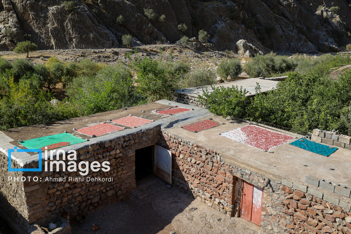 برداشت «اَنارِ مشایخ»